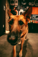 250612_AdamBertaPhoto-GooseIndy-5569