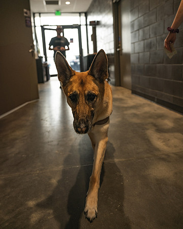 250612_AdamBertaPhoto-GooseIndy-6223