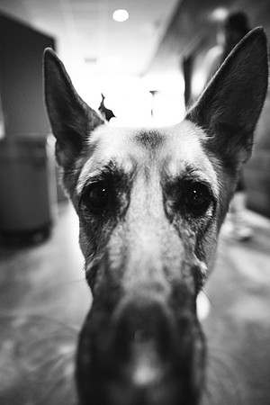 250612_AdamBertaPhoto-GooseIndy-6226