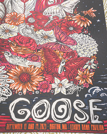 20230913-Bertaphoto-GOOSE-GSE05291